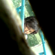 An Asian woman is observed pissing and straining to get a shit out from a crack in a wall. About 3 minutes.